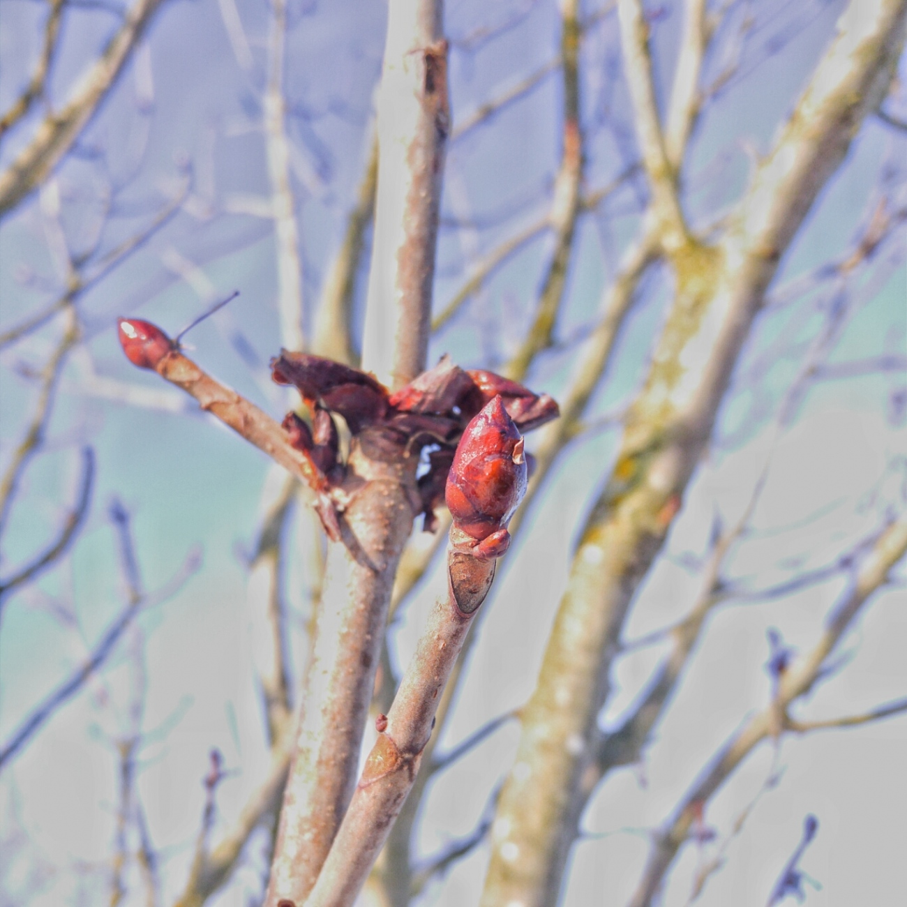 Foto: Martin Zehrer - Grandioses Wetter, erste Knospen, am Stausee in Kulmain zum 19. Januar 2019 