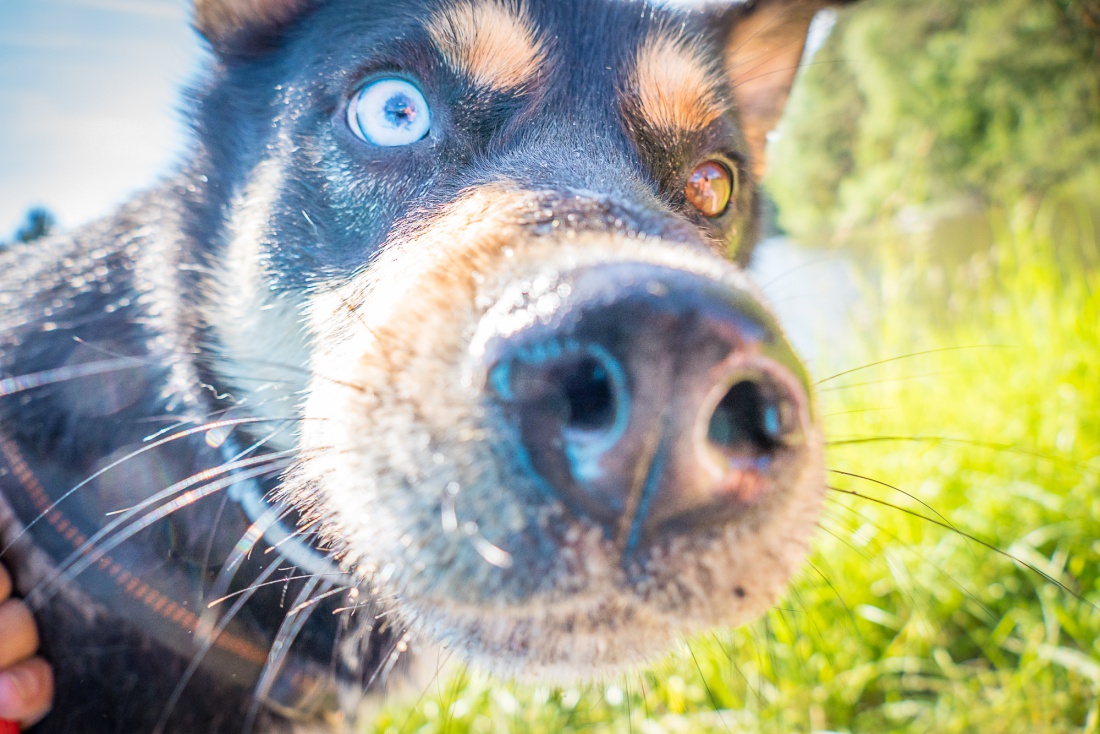 Foto: Martin Zehrer - --- VITO sucht sein Für-Immer-Zuhause! ---<br />
<br />
Rasse: Vermutlich Australian Kelpie<br />
Name: VITO<br />
Alter: Ca. 2-3 Jahre<br />
Fundort: Nähe der Sternwarte Tirschenreuth<br />
<br />
Magisch 