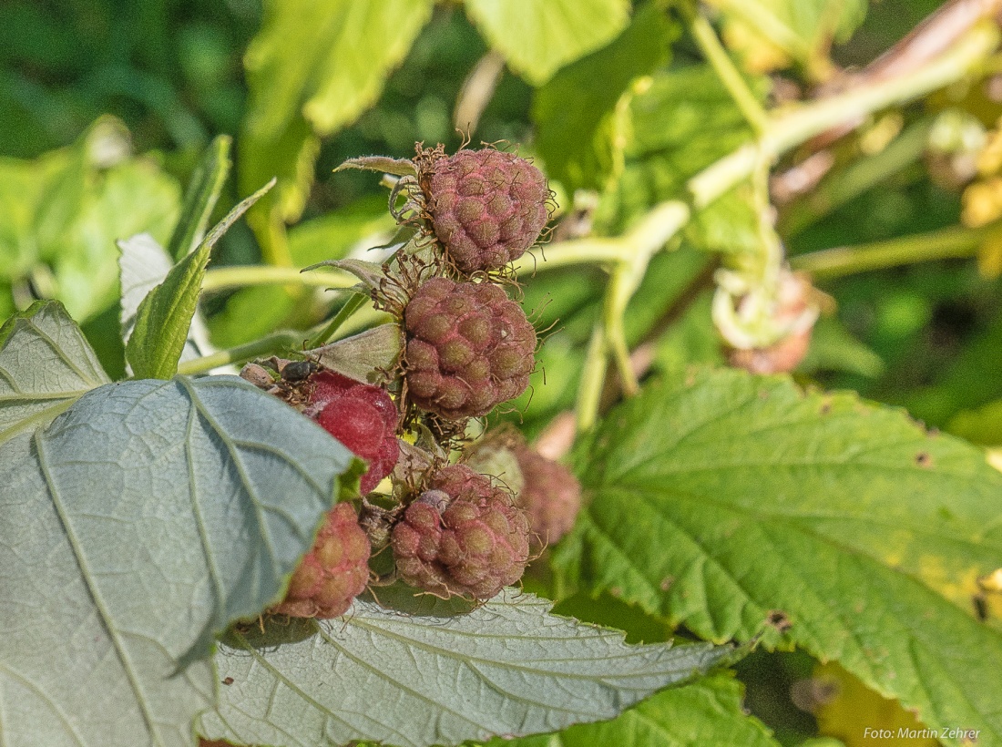 Foto: Martin Zehrer - Radtour von Kemnath nach Waldershof, quer durch den Kösseine-Wald...<br />
<br />
Fast reife Himbeeren im Kösseine-Wald am 30. Juni 2018... 