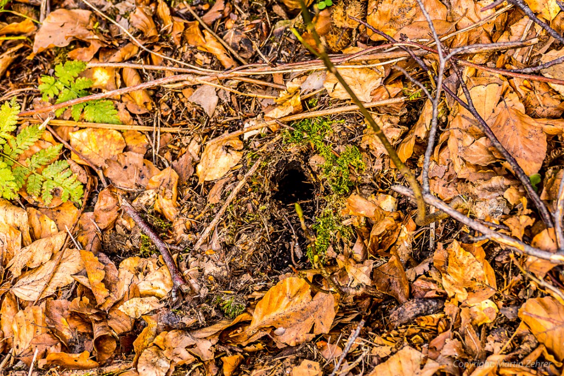 Foto: Martin Zehrer - Frühling auf dem Armesberg. Erste Hummeln fliegen durch die Gegend. Schmetterlinge lassen sich entdecken. Grüne kleine Pflanzen drücken mit aller Kraft durch das Herbstla 