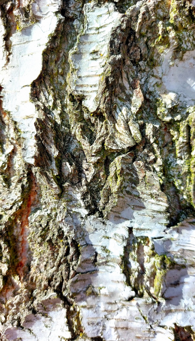 Knorrige Rinde...

Am 24. Februar 2026 war das Wetter bei Kemnath sehr frühlingshaft.
Die Temperatur lag so ca. bei +14 Grad, die Vögel pfiffen um die Wette und es lag der Duft von frisch aufgetauter Erde in der Luft.
Die Wolken wetteiferten mit der Sonne um die Vorherrschaft.