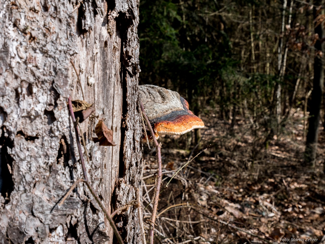 Foto: Martin Zehrer - Ein Baum-Pilz an einem Stumpf im Wald zwischen Godas und Neusteinreuth... Wie die Unterseite aussieht könnt Ihr im nächsten Bild erkennen... ;-) 