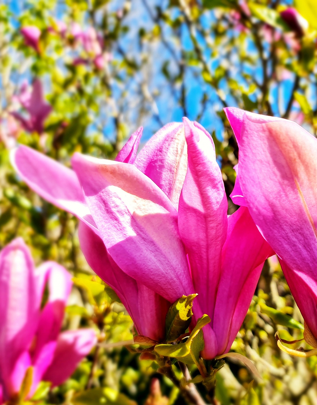 Kemnath blüht!
Ein strahlender Frühlingstag lädt ein zum Spaziergang rund um Kemnath. 