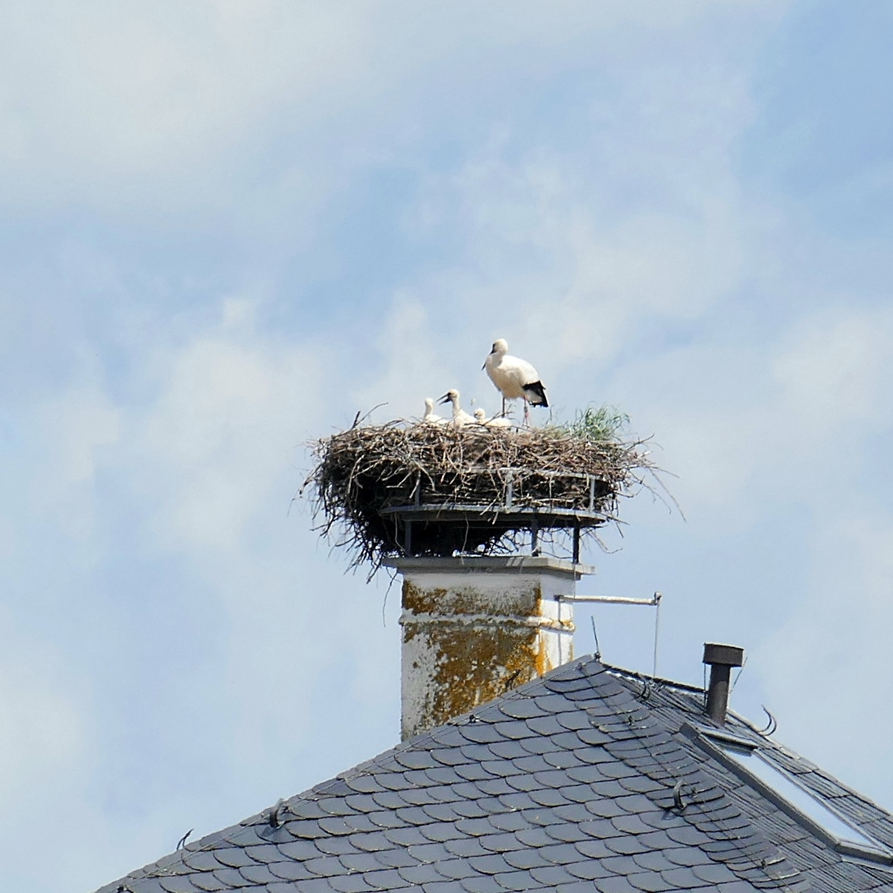 Foto: Martin Zehrer - Familie Storch aus Kemnath...<br />
Sieht nach 3 Kinder aus?! 