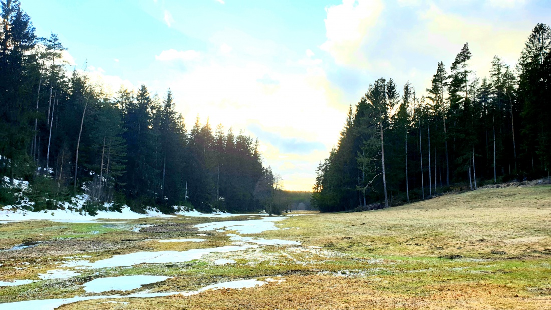 Foto: Martin Zehrer - Abendspaziergang: Eine wunderschöne Waldwiese mit durchfließendem Goldbach, in der Nähe von Hermannsteuth... 