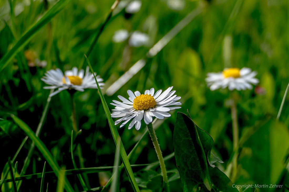 Foto: Martin Zehrer - Unterhalb des Dorfes Godas steht dieses Gänseblümchen. Ganz in der Nähe befinden sich die zwei Weiher im Helmes und der Wald zum Fuße des Steinwaldes.  Genial zum Wandern 