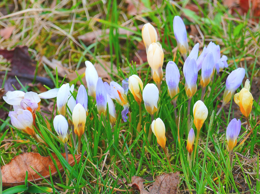 Foto: Martin Zehrer - Der Frühling guckt aus der Erde... 