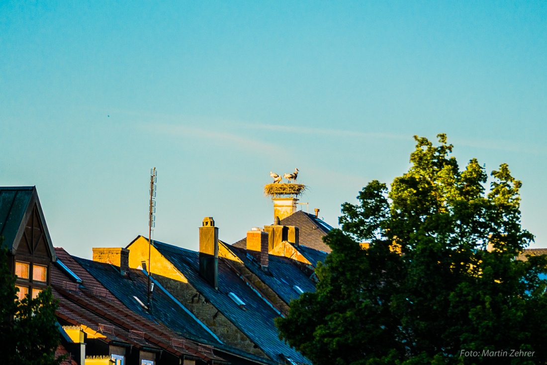 Foto: Martin Zehrer - Störche in Kemnath am 26. Juni 2017 in der Abend-Sonne. 