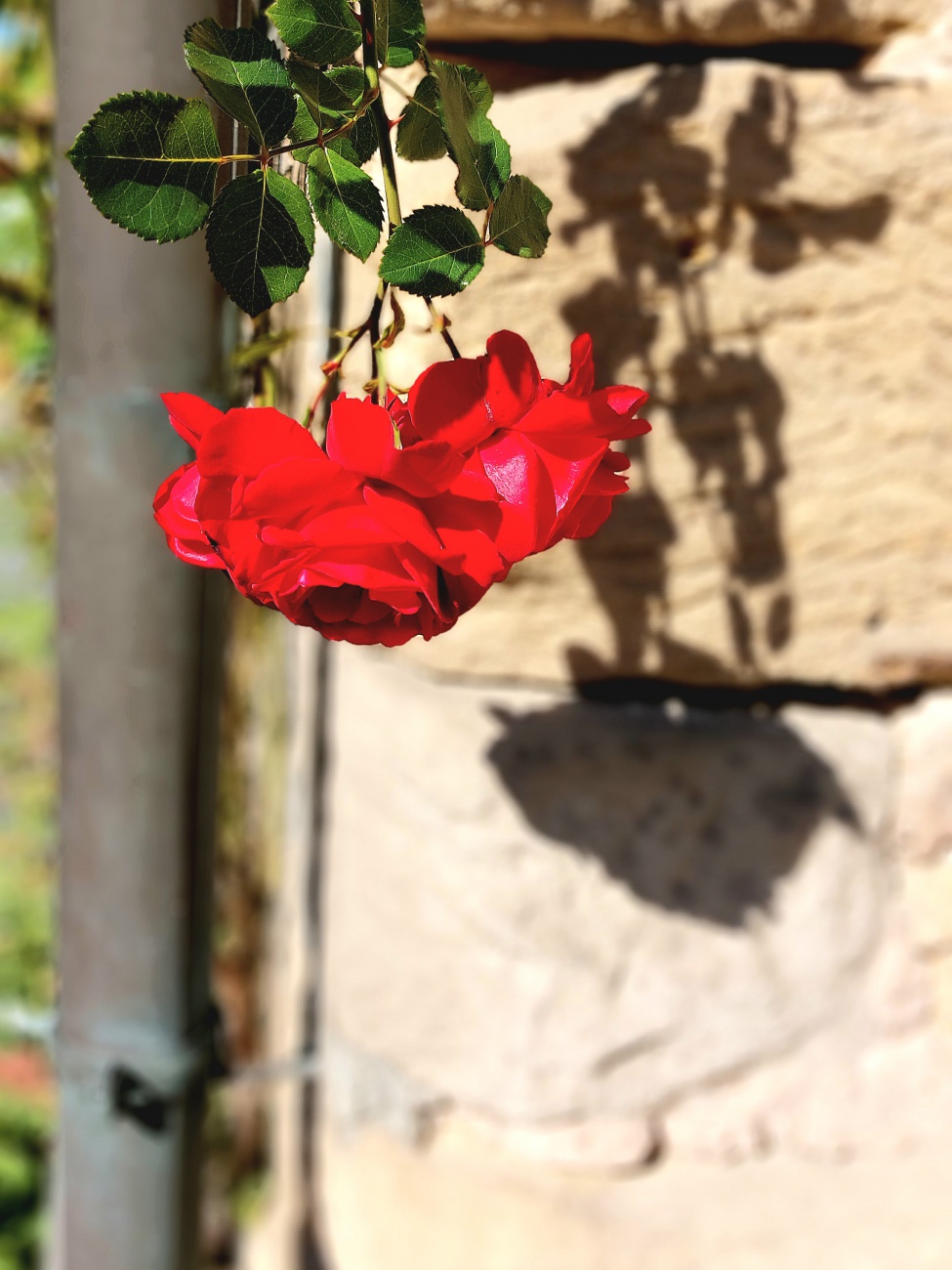 Foto: Martin Zehrer - Schatten-Rose, gesehen an den kemnather Scheunen... 