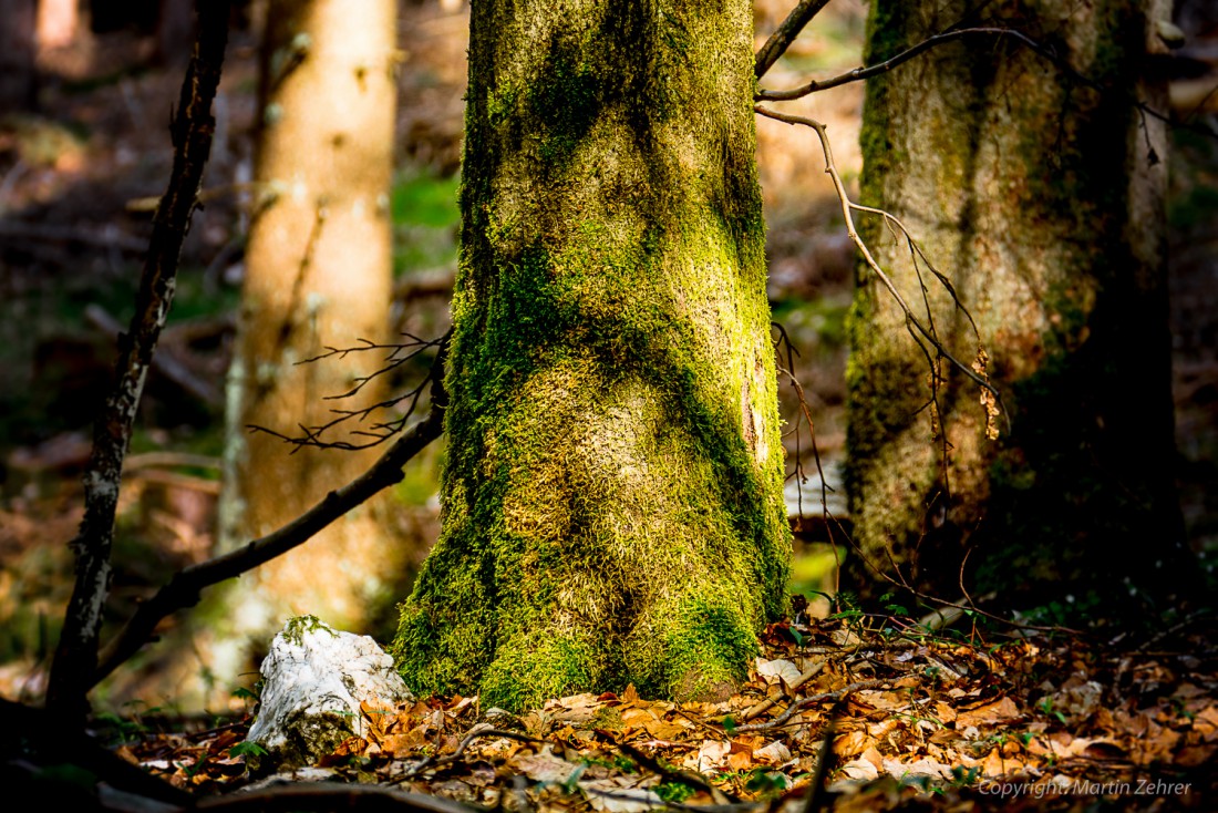 Foto: Martin Zehrer - Schattenspiele - Ein Baumstamm im Helmeswald bei Godas.  