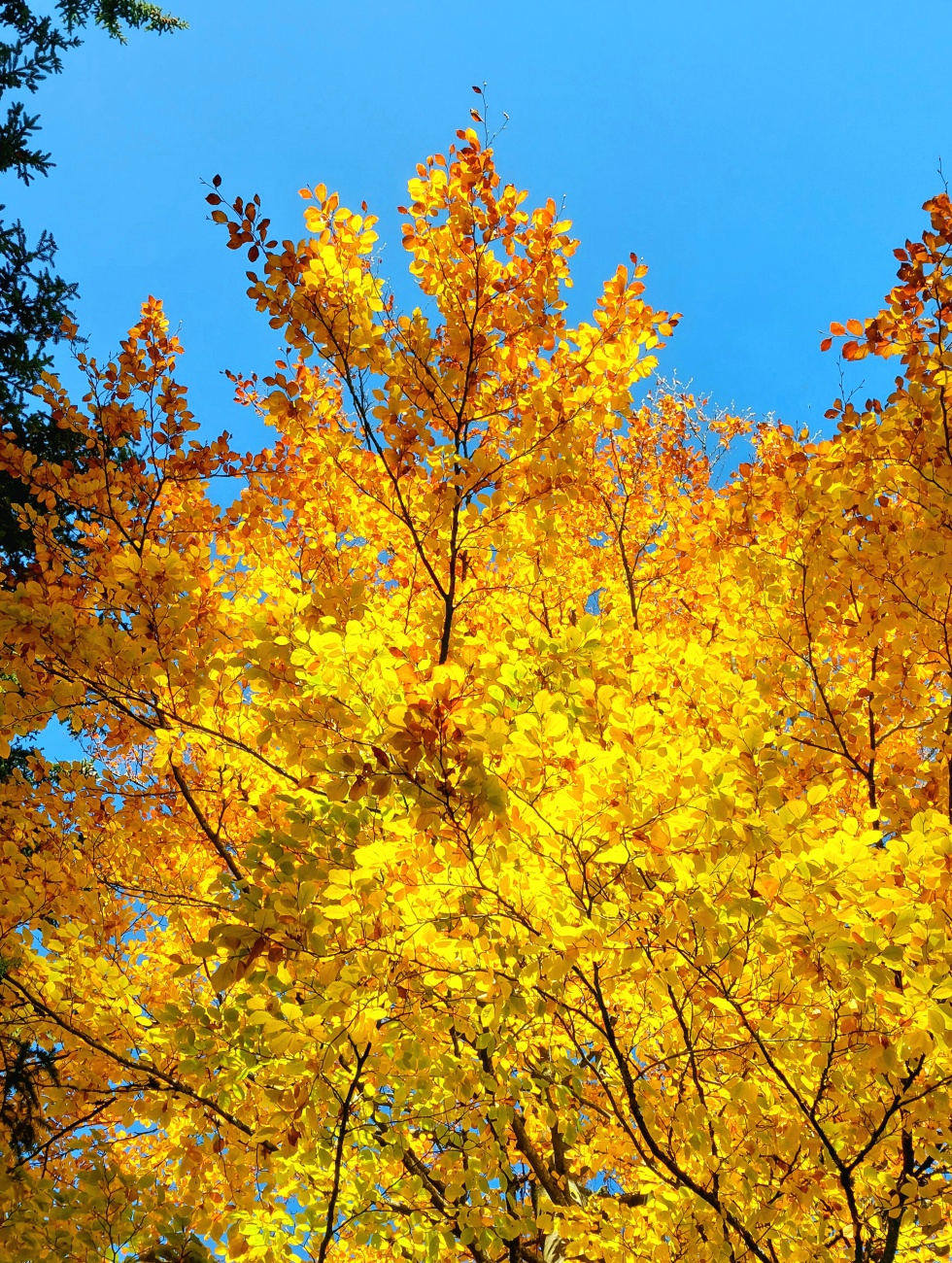 Foto: Martin Zehrer - Herbst-Gold am Fichtelsee... 