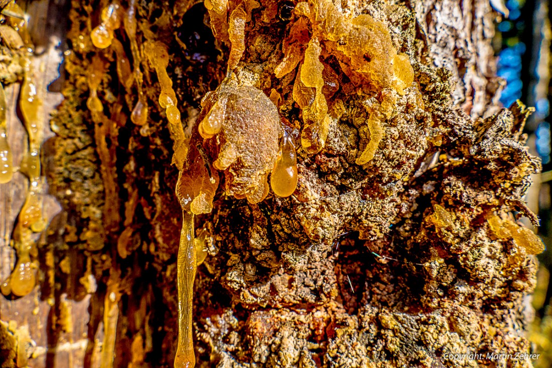 Foto: Martin Zehrer - Baumharz... und es riecht soooo guuut... ;-) Gesehen: Oben am Zissler-Wald bei Godas. Herbstspaziergang am  8. November 2015 bei wunderschönem Wetter. 