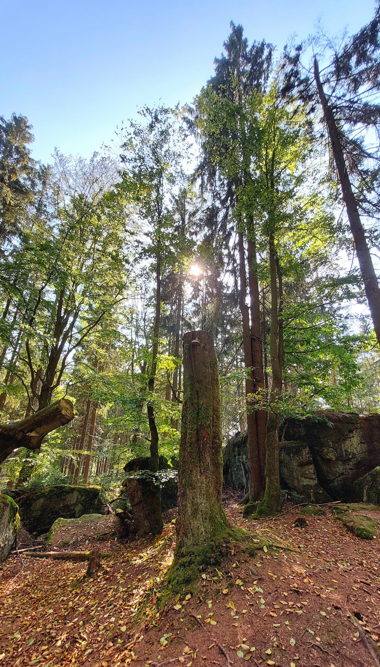 Foto: Martin Zehrer - Mystischer Wald am Fichtelsee im Fichtelgebirge.  