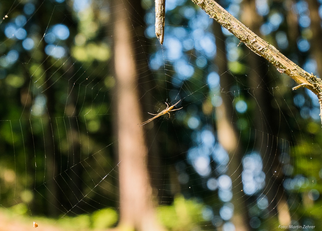 Foto: Martin Zehrer - Gesehen bei der Querfeld-Ein-E-Bike-Tour... ;-)<br />
<br />
Eine Spinne mit zwei riesenlangen Vorderbeinen hat ein perfektes Netz zwischen einen Ast und den Baumstamm gesponnen. I 