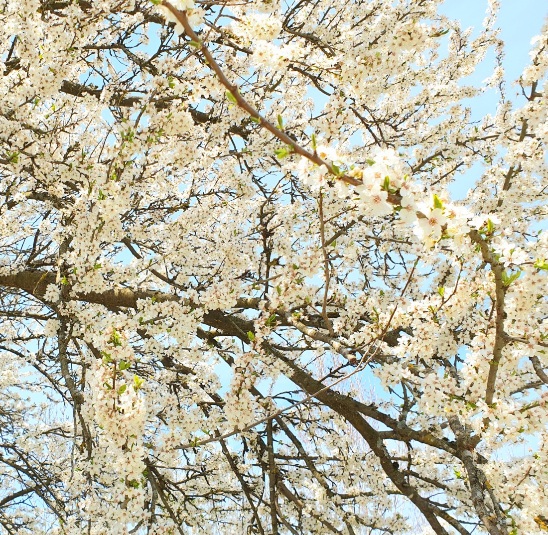 Foto: Martin Zehrer - Blütenzauber im kemnather Park 