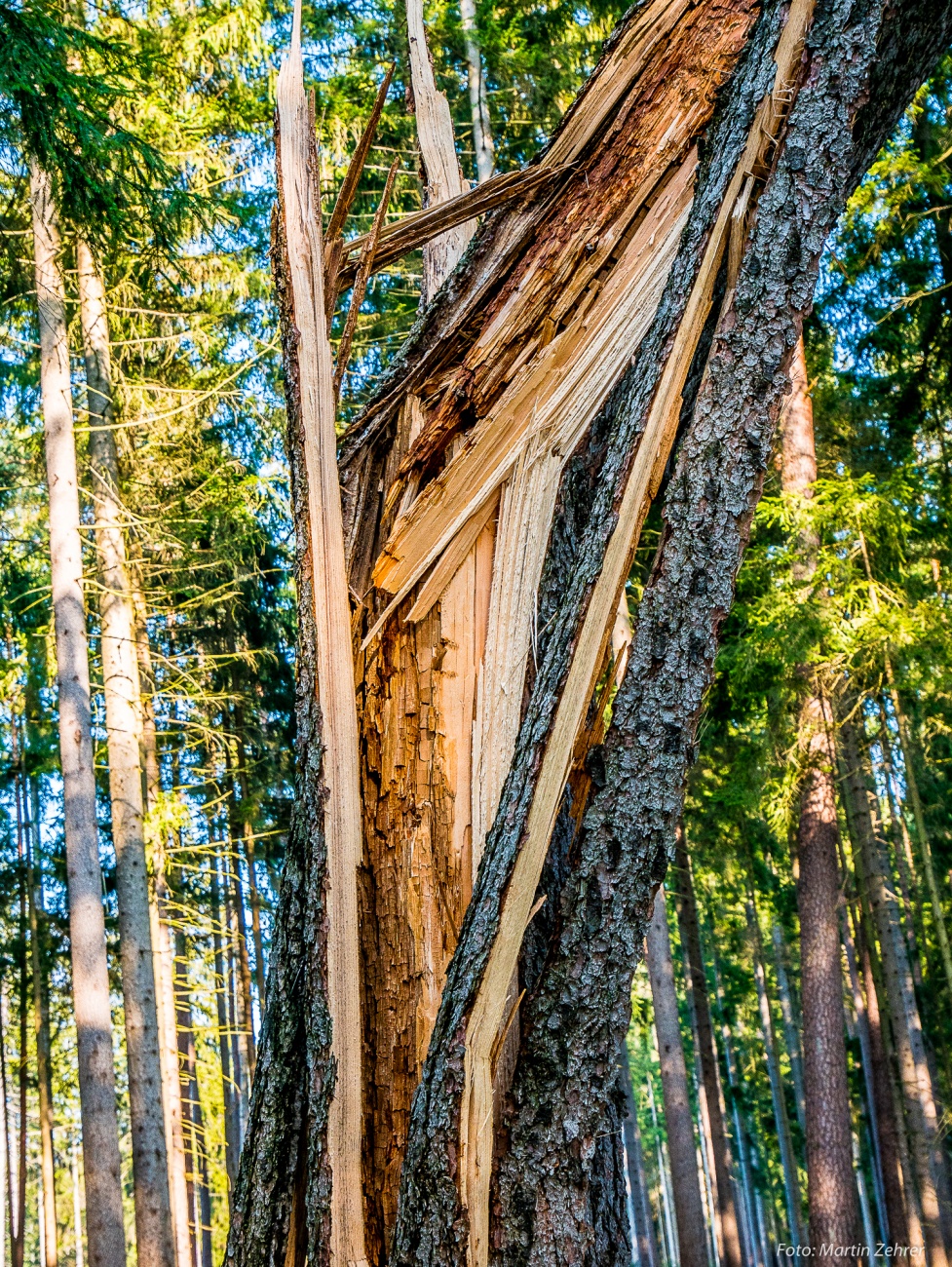 Foto: Martin Zehrer - Bruchstelle... ein Baum hat scheinbar starkem Wind nicht stand gehalten.  