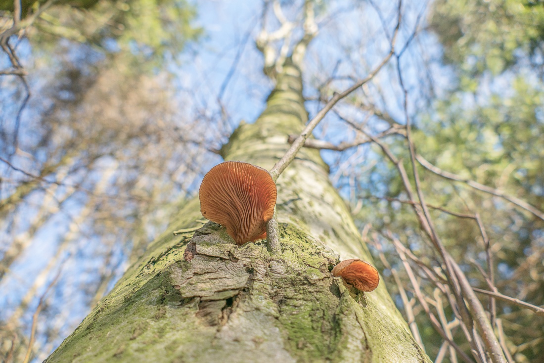 Foto: Martin Zehrer - Schwammerln... wachsen auch an Bäumen! 