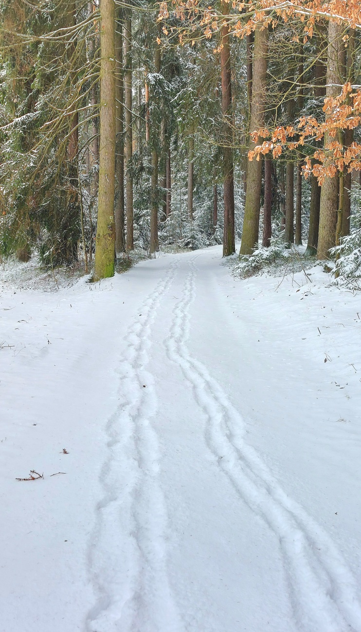 Auf dem Weg zum Hackelstein bei Fuchsmühl.  
Durch den schneebedeckten Wald...