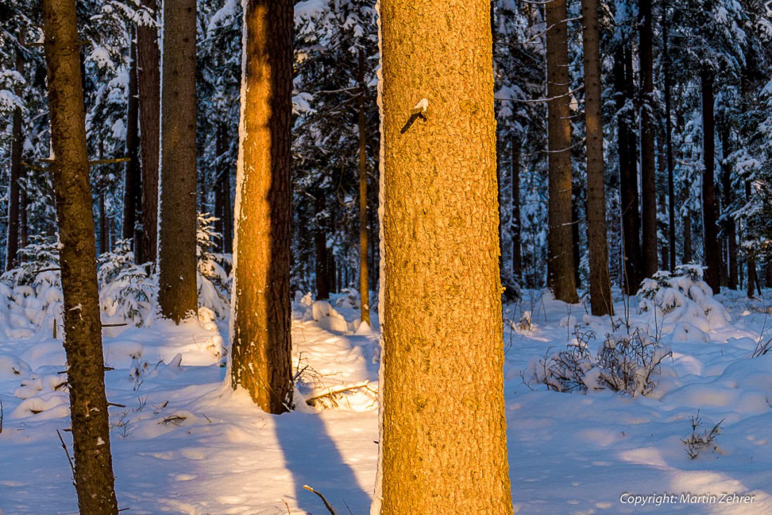 Foto: Martin Zehrer - Winter-Wald-Baum im Sonnenaufgang ;-) 
