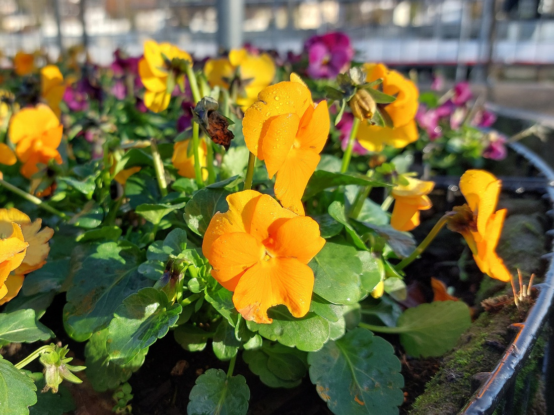 Foto: Martin Zehrer - Blumen in Kehlheim  