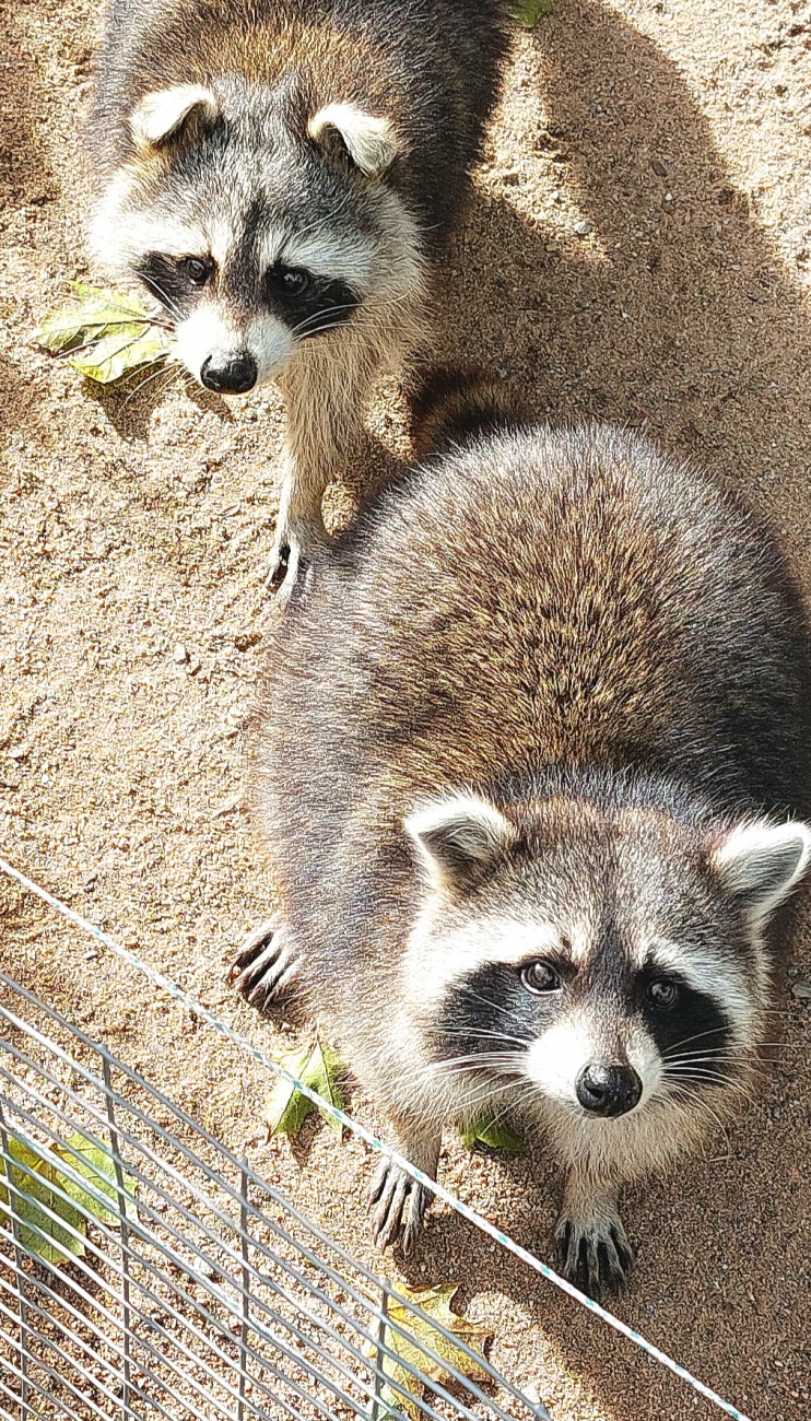 Foto: Martin Zehrer - Nette, lustige Waschbären im Zoo von Hof...<br />
<br />
<br />
Waschbären (Procyon lotor) sind mittelgroße Säugetiere, die in Nordamerika, Teilen Mittelamerikas und in einigen Regionen 