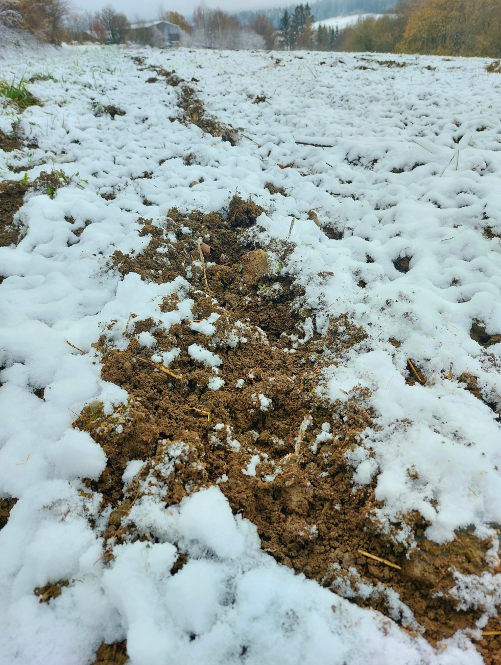 Foto: Martin Zehrer - Was es wohl hier unter der Schneedecke leckeres zu finden gab?<br />
<br />
Wildschweine in Godas droben auf dem Acker.  