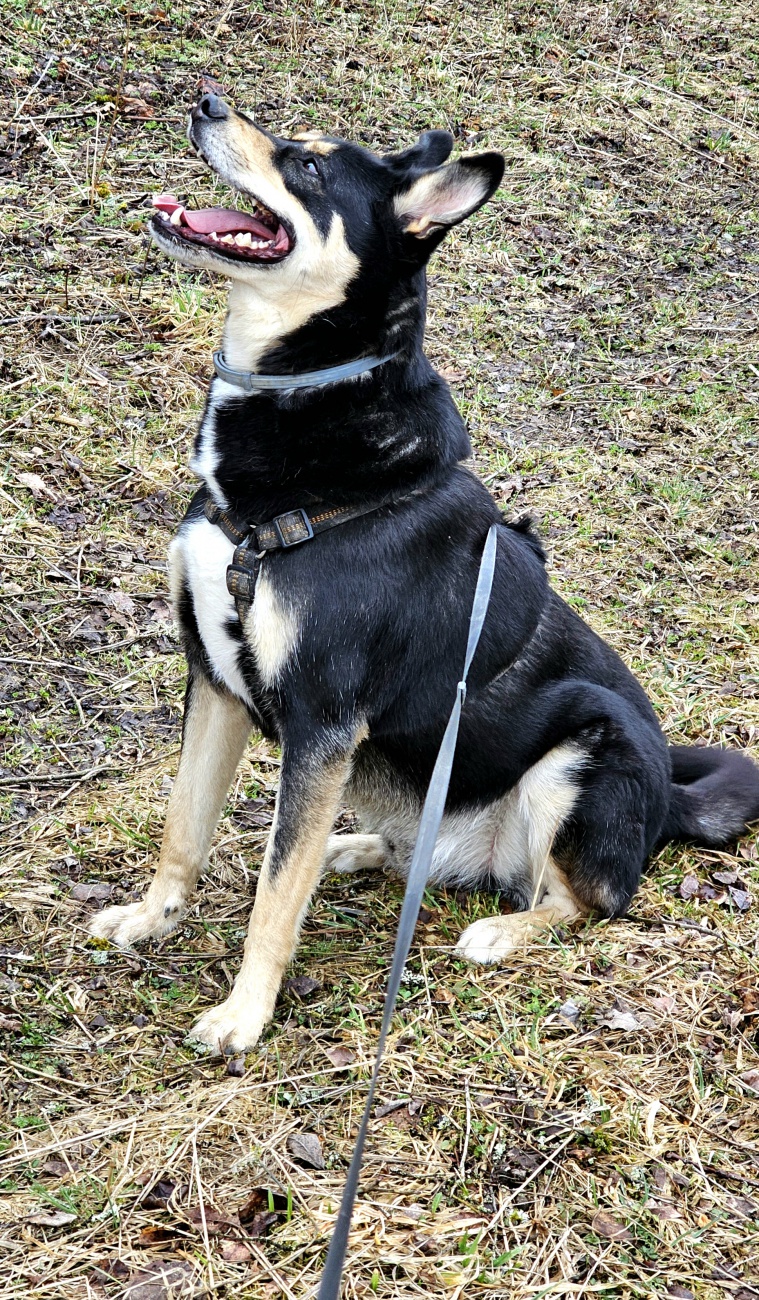 Vito - Der Unwiderstehliche...

Dieser wunderbare Kerl sucht ein Frauchen oder Herrchen oder Beide miteinander.

Vito ist mehr Mensch als Hund!

Weitere Infos zu Vito gibts im Tierheim Tirschenreuth.