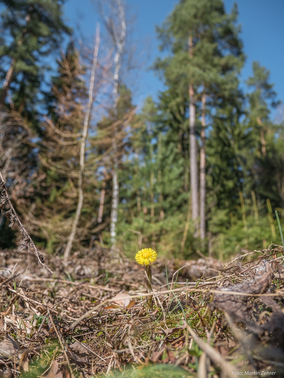 Foto: Martin Zehrer - Endlich Frühling... Ein Blümchen steht im Wald... ;-) 