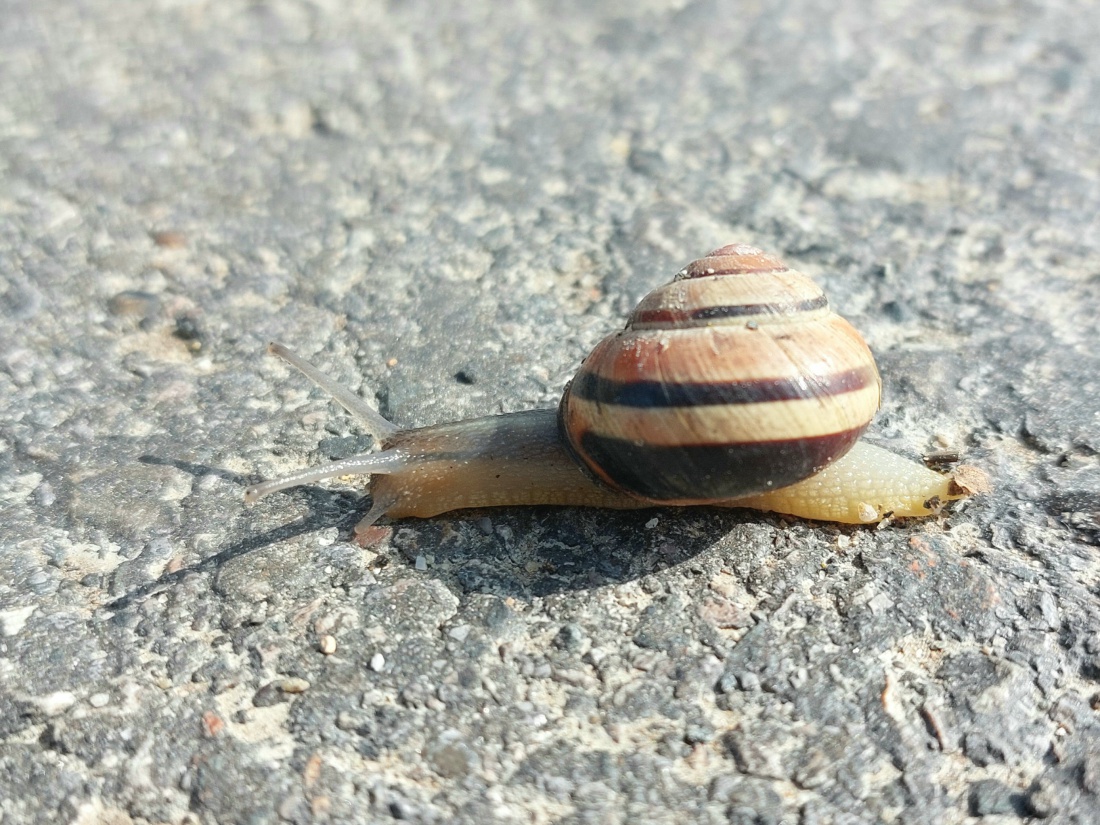 Foto: Martin Zehrer - Karfreitag, 15. April 2022 - eine Schnecke zwischen Neusteinreuth und Godas 