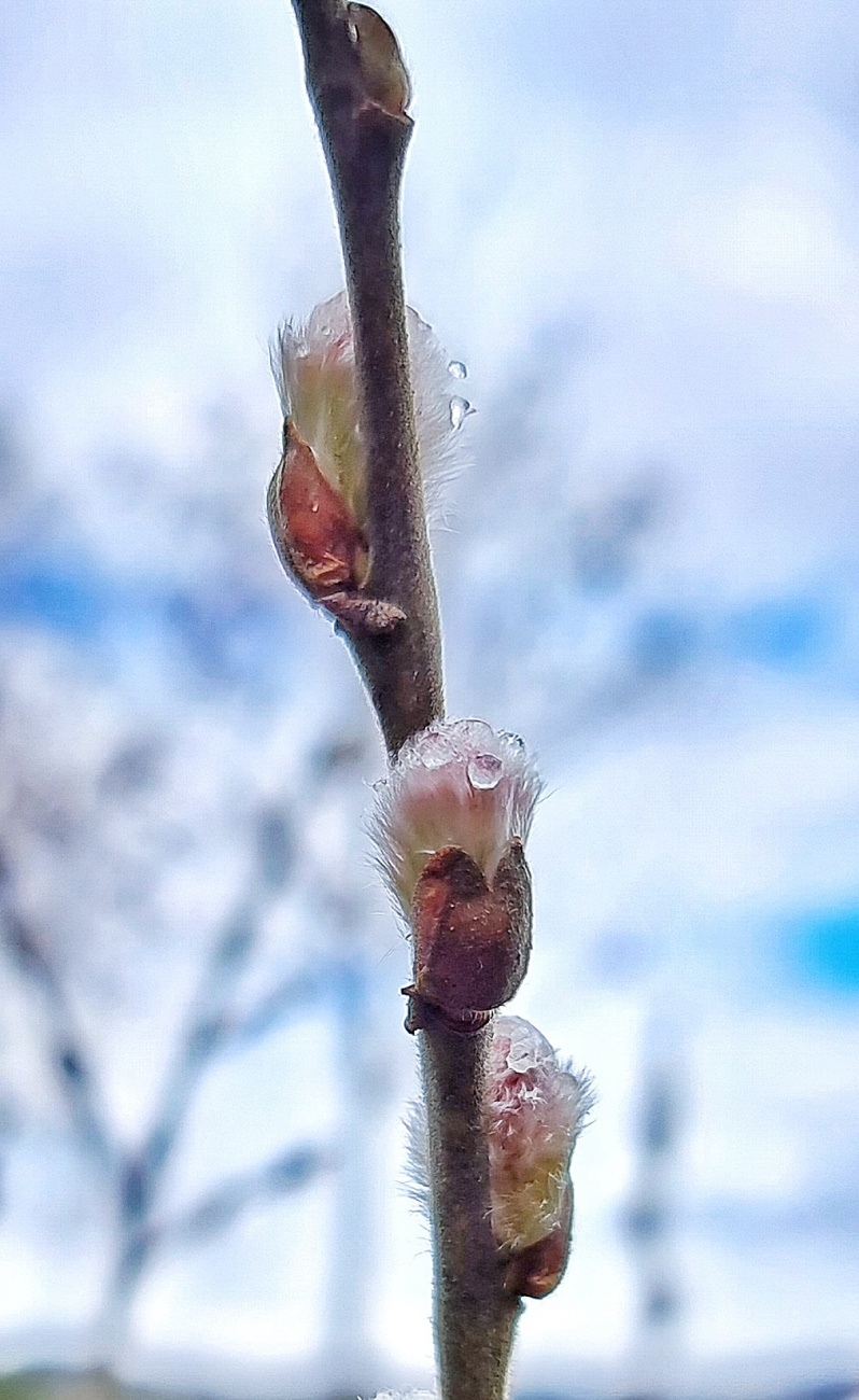 Foto: Jennifer Müller - Frühling... was brauchts der Worte mehr... :-) 