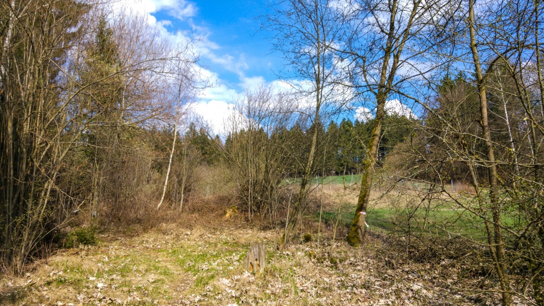 Foto: Martin Zehrer - Himmel und Wiese sind nahe... Gleich kommen wir unterhalb des Armesbergs aus dem Wald heraus... Nur noch ein paar hundert Meter steil bergauf... 