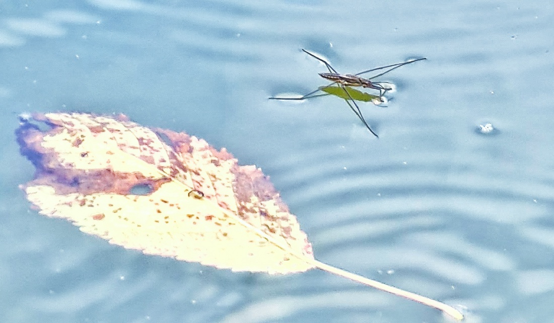 Foto: Jennifer Müller - Wasserläufer... 