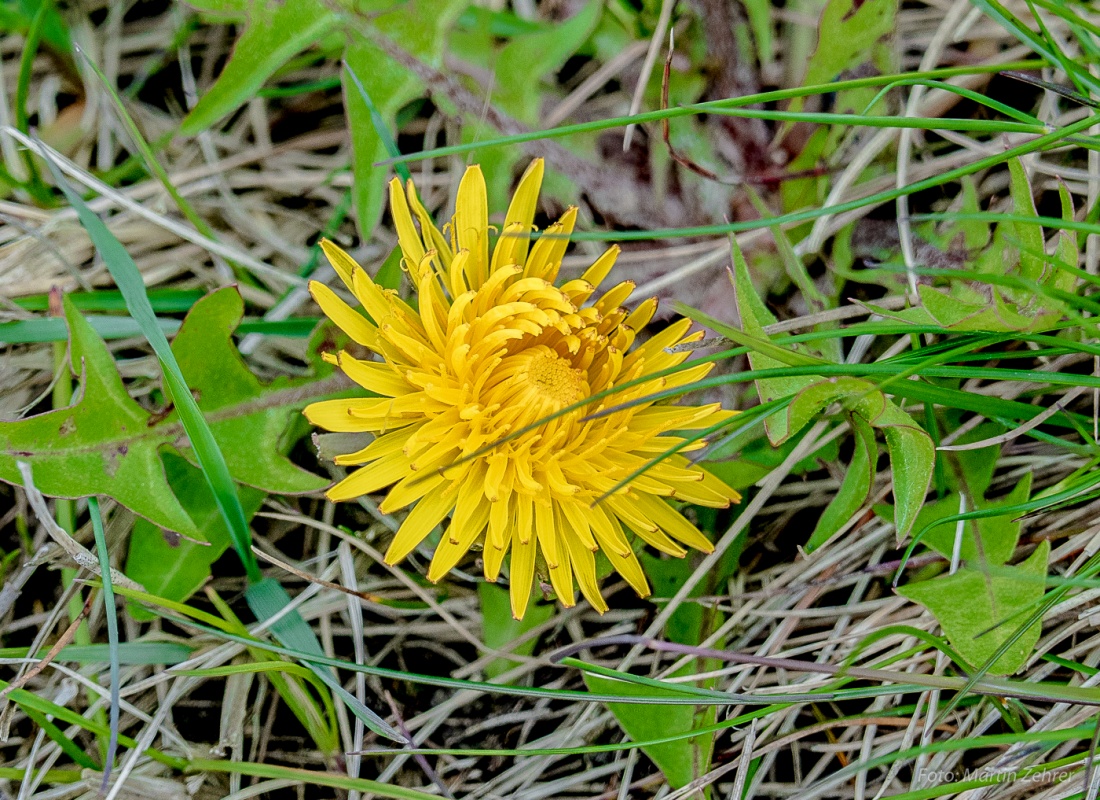 Foto: Martin Zehrer - Beim April-Wandern am Armesberg entdeckt... 