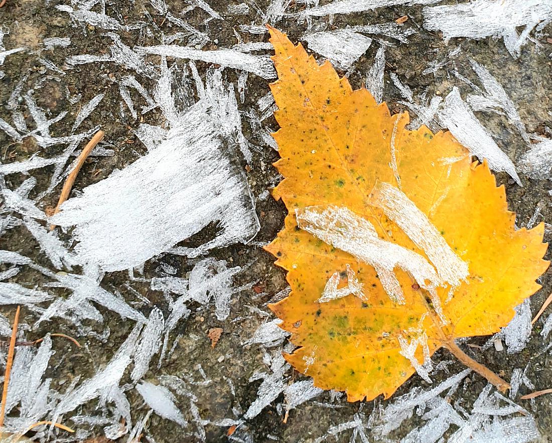 Foto: Martin Zehrer - Winter-Wanderung...<br />
<br />
Von den Bäumen herabgefallener Reif und ein Herbst-Überbleibsel als kunstvoller Kontrast.<br />
<br />
30. November 2020 