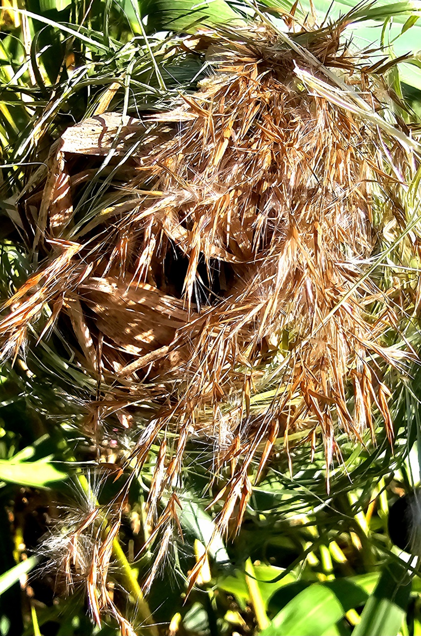 Ein unscheinbares Pflanzen-Knäul in einem Schilf-Gestrüpp.
Bei genauerm Hinsehn konnte man einen Eingang in diese "Kugel" erkennen.
Es war ein Vogelnest, als Kugel gebaut, mit einem Eingangsloch.