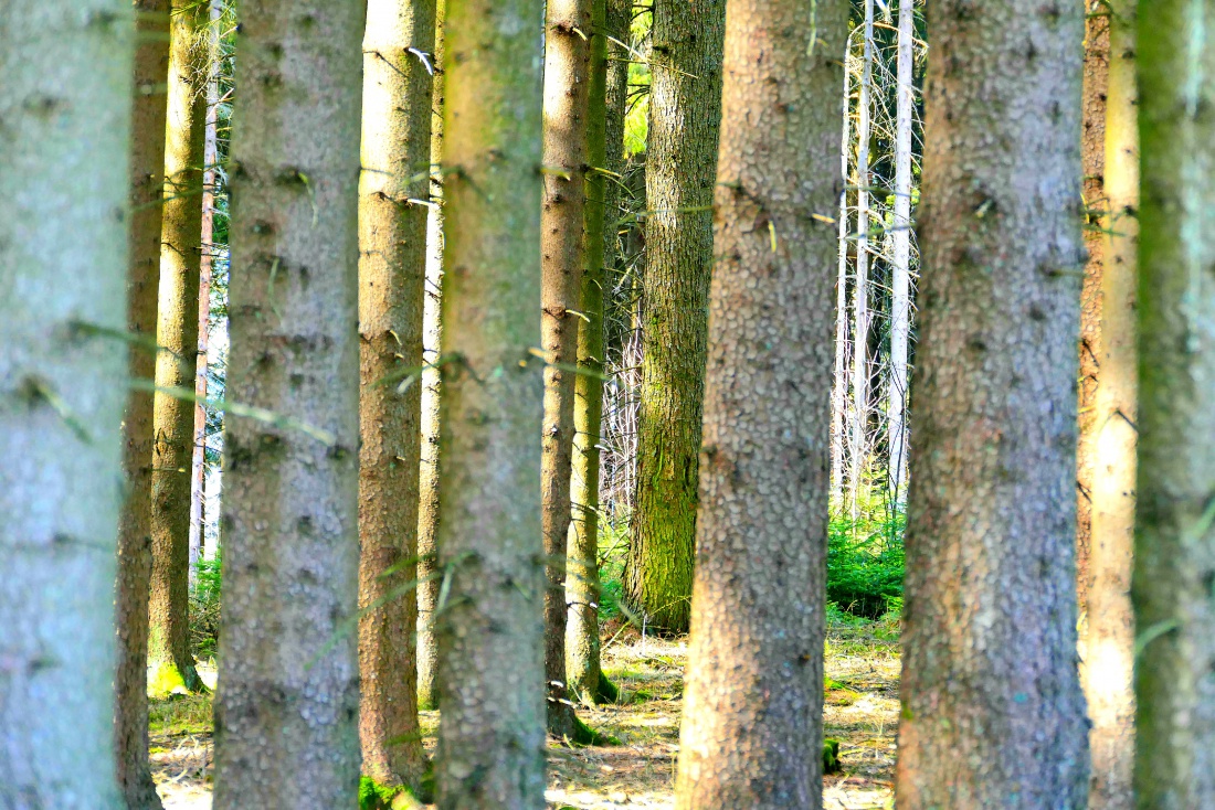 Foto: Martin Zehrer - Baum, Bäume, Wald... wir haben davon das Beste in der Oberpfalz ;-) 