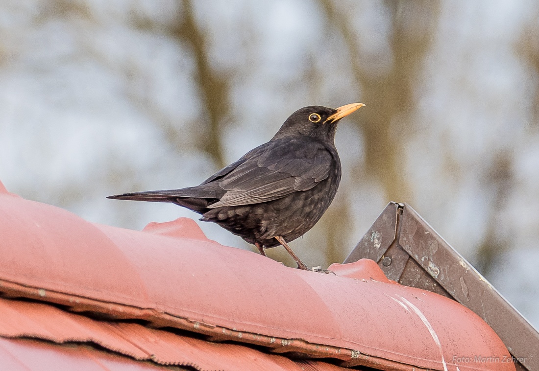 Foto: Martin Zehrer - Ein Amsel (Turdus merula) bei ihrem Abend-Gesang. Gesehen in Kemnath auf der Dachspitze... 