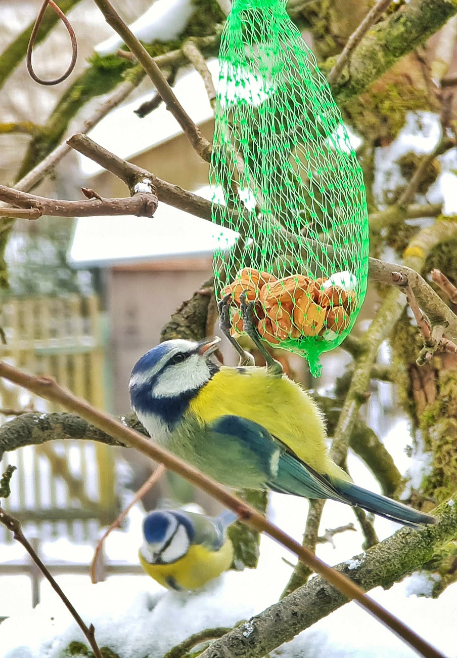 Foto: Jennifer Müller - Winterspeck kann man sich bei diesen Temperaturen nicht genug anfuttern ;-)<br />
Und im Hintergrund wartet schon der nächste Piepmatz am Buffet.  