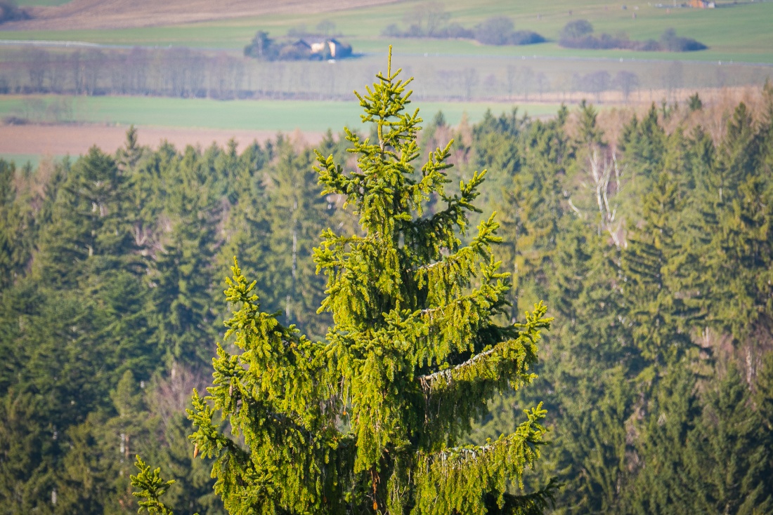 Foto: Martin Zehrer - Ein Baum über Bäumen... Gesehen bei Godas! :-) 
