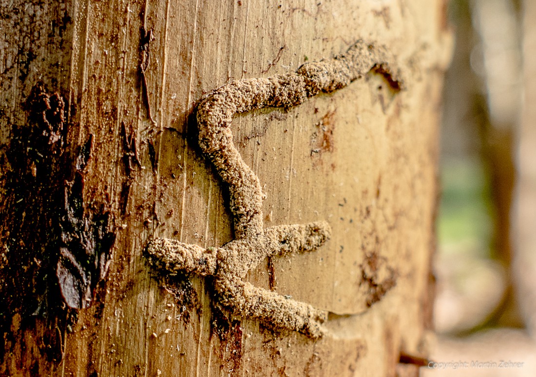 Foto: Martin Zehrer - Nahaufnahme: Spuren im Baum... 