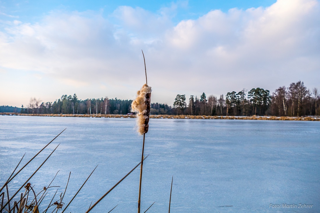 Foto: Martin Zehrer - Rote Binsen im Winter... nebenan steht die Himmelsleiter 