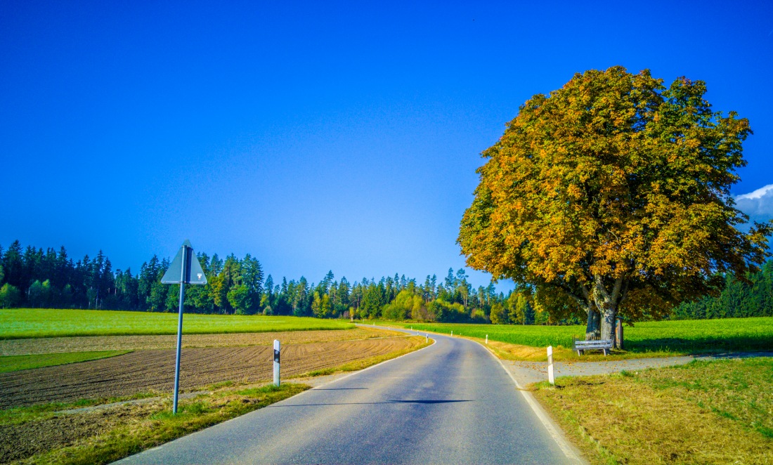 Foto: Martin Zehrer - Der Baum: nicht mehr grün und noch nicht gelb - also grelb?<br />
<br />
;-) 