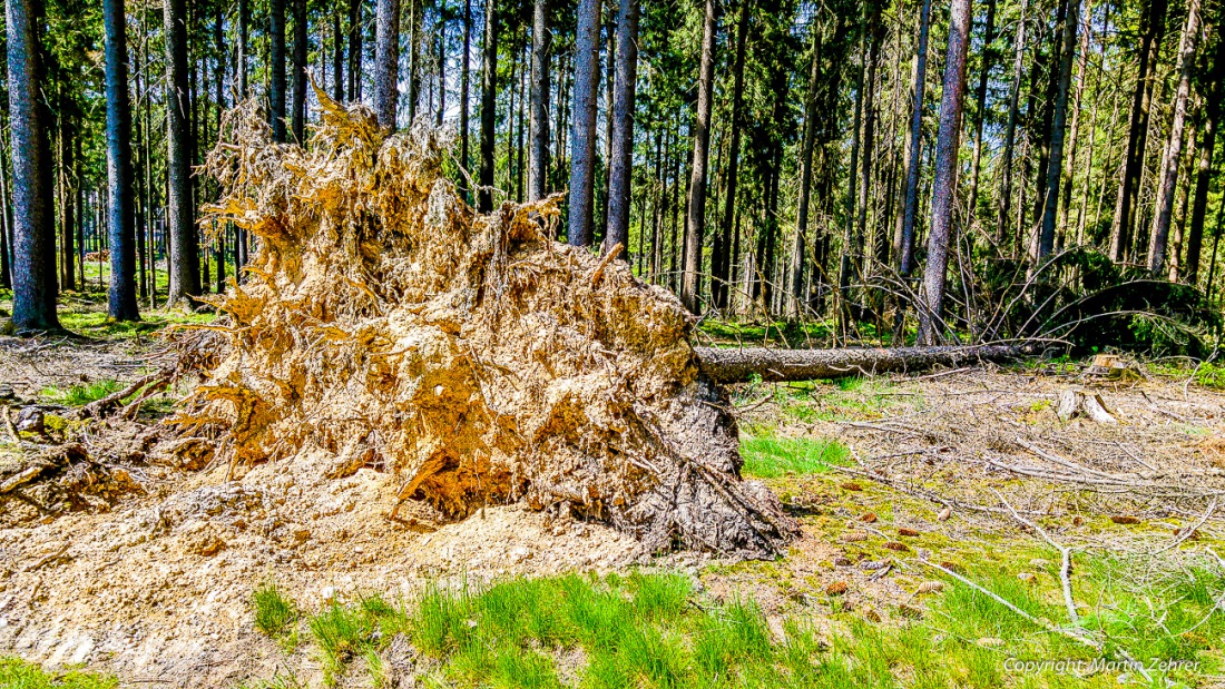 Foto: Martin Zehrer - Ausgewurzelt... <br />
<br />
Abkürzung: Ein Feldweg kurz vor Hermannsreuth...<br />
<br />
Gigantische Radtour an einem gigantischen Sonntag... über Berg und Tal, durch Wald und Wiese, mit  