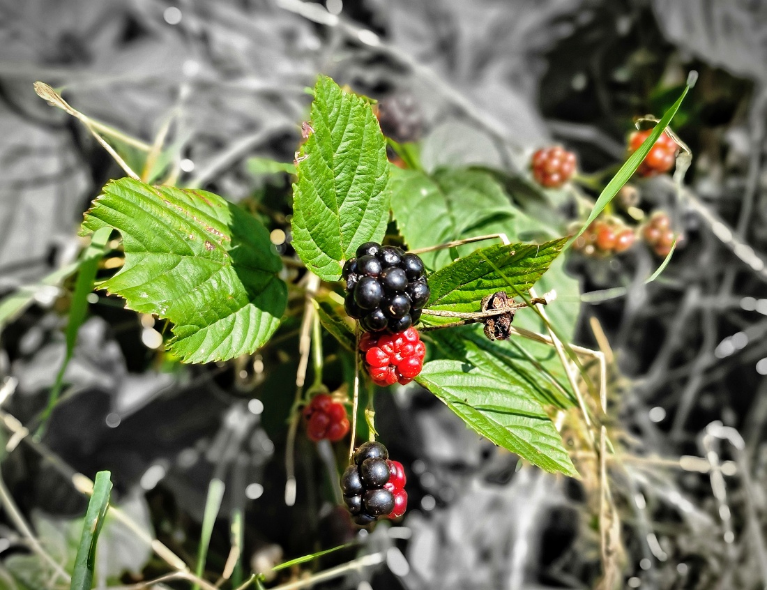 Foto: Jennifer Müller - Mittagspause im Wald... 