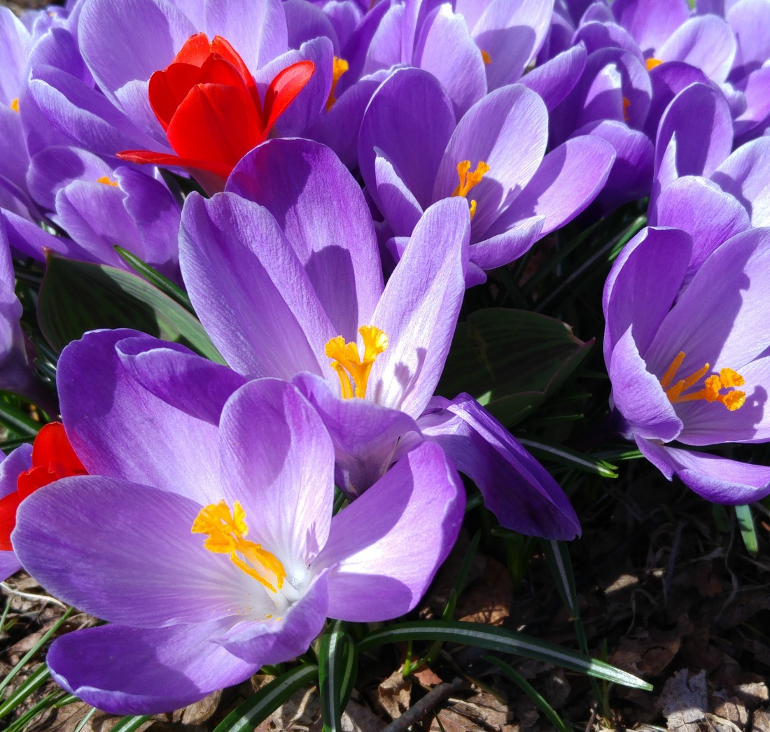 Foto: Martin Zehrer - Frühlingsblumen in Kemnath :-) 