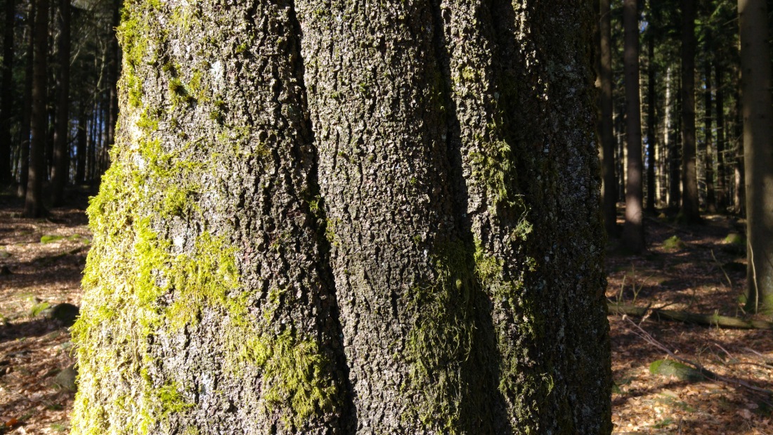 Foto: Martin Zehrer - Spuren an einem Baum im Steinwald. 
