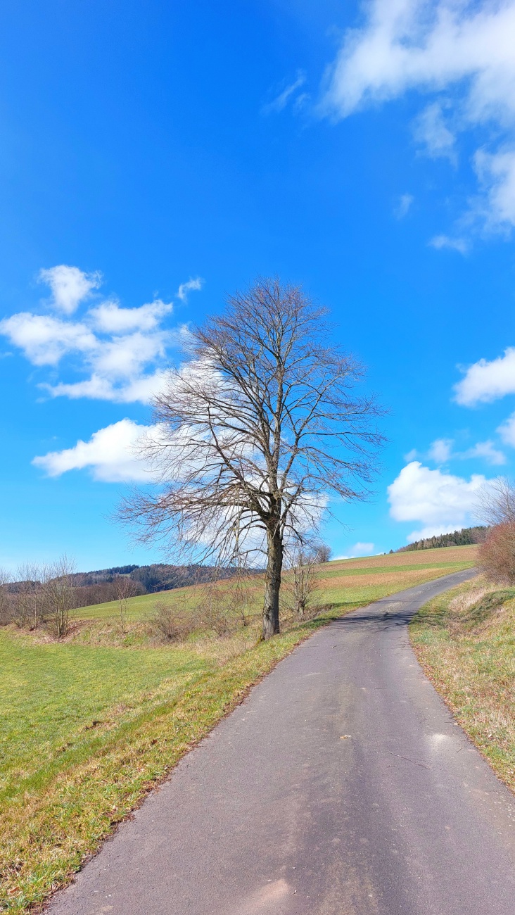 Foto: Martin Zehrer - Ein Baum wartet auf den Frühling. <br />
 