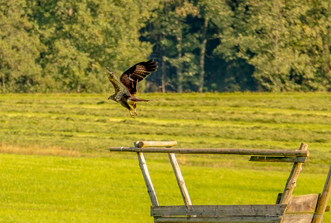 Foto: Martin Zehrer - Abflug - Gesehen bei Anzenstein 