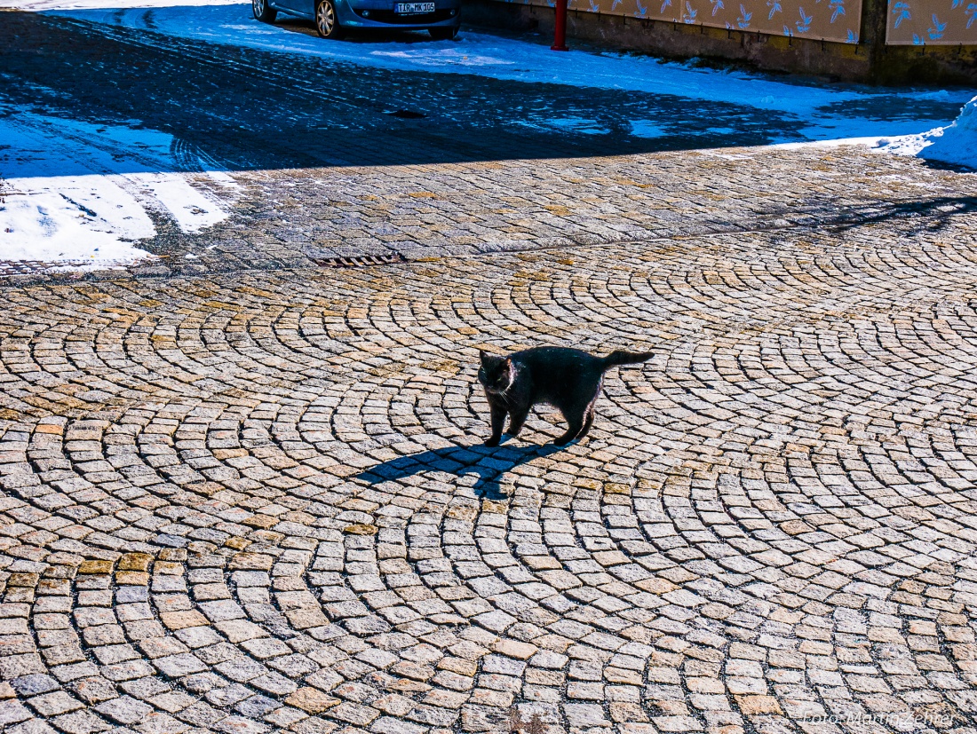 Foto: Martin Zehrer - Eine schwarze Katze verfolgt mich in Waldeck... 