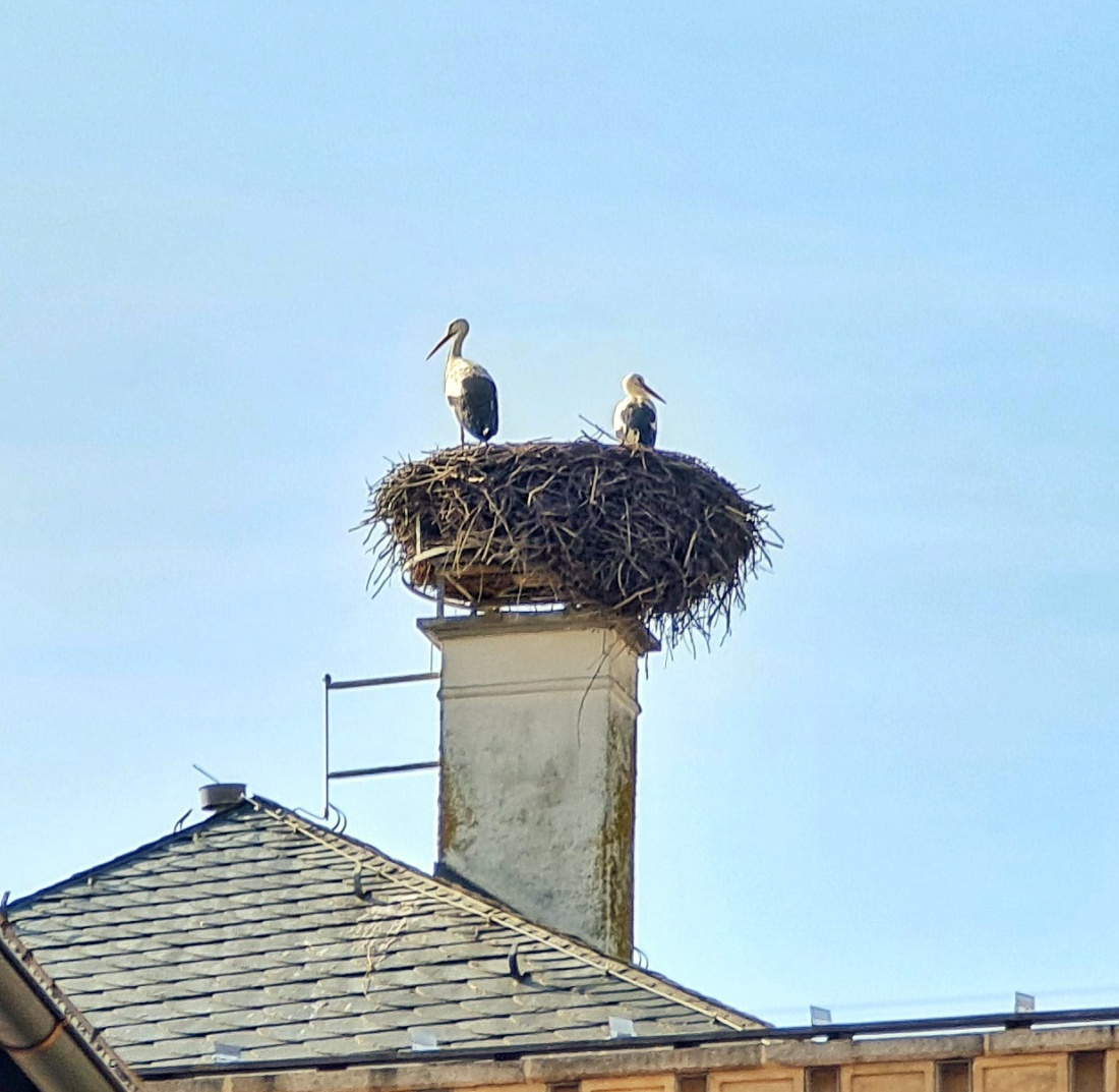 Jippie! Kemnaths Störche sind wieder da und haben schon mit der Renovierung ihres Nests am alten Amtsgerichtsgebäude begonnen!